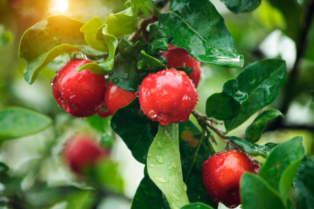 Comment consommer la cerise acerola ?