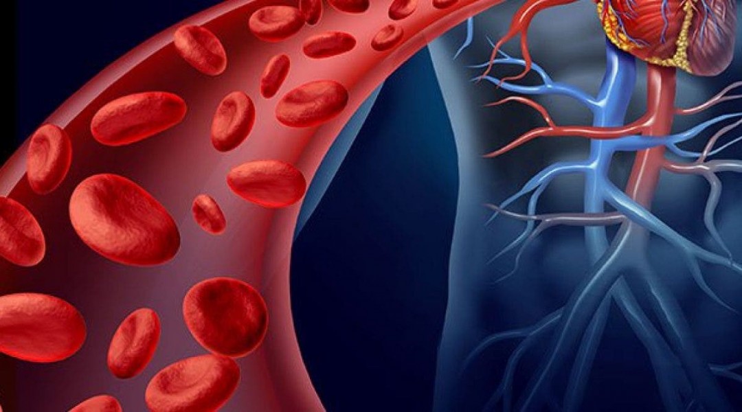 La circulation sanguine : comment l'améliorer ?